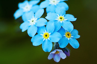 forget-me-not.jpg